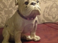 Antique White Sitting Bulldog Figure